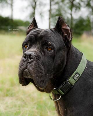 Bono, Cane Corso Italiano - Rüde