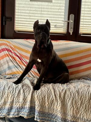 Bono, Cane Corso Italiano - Rüde