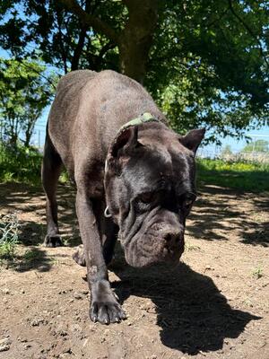 Bono, Cane Corso Italiano - Rüde