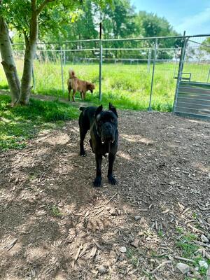 Bono, Cane Corso Italiano - Rüde