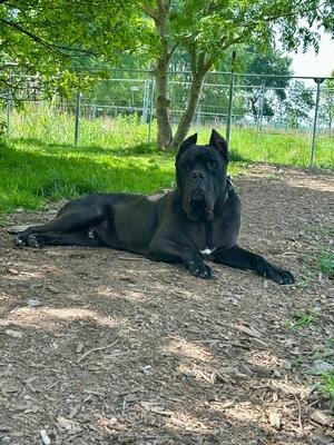 Bono, Cane Corso Italiano - Rüde