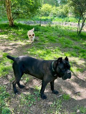 Bono, Cane Corso Italiano - Rüde
