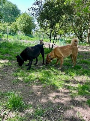 Bono, Cane Corso Italiano - Rüde