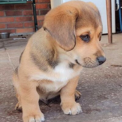 💥Bono kleiner Mixwelpe hat noch nicht viel von der Welt gesehen und das möchte er nun alles mit seiner neuen Familie nachholen💥, Mischling Welpen - Rüde