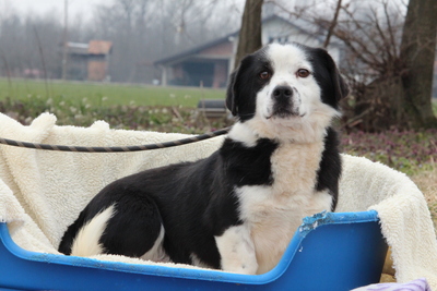 Bonty, Mischling - Rüde