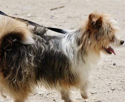 Bony, Mix - Rüde