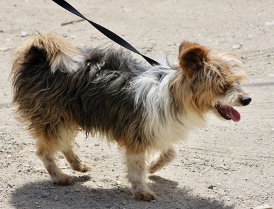 Bony, Mix - Rüde