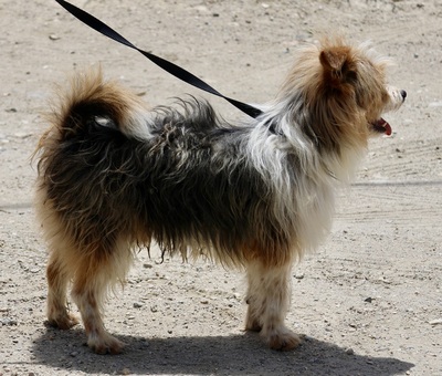 Bony, Mix - Rüde