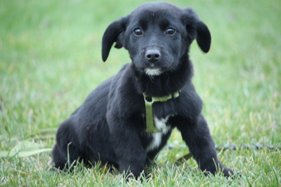 Boo, Mischling Welpen - Rüde
