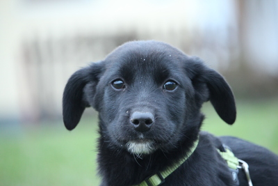 Boo, Mischling Welpen - Rüde