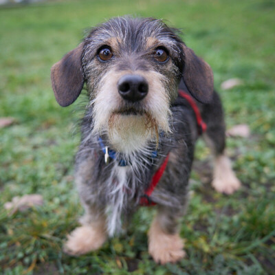 Boobi, Dackel-Mix - Rüde