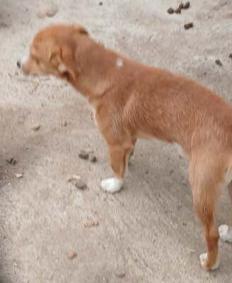 Boomer, Mix - Rüde