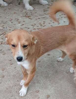 Boomer, Mix - Rüde