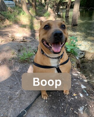 Boop