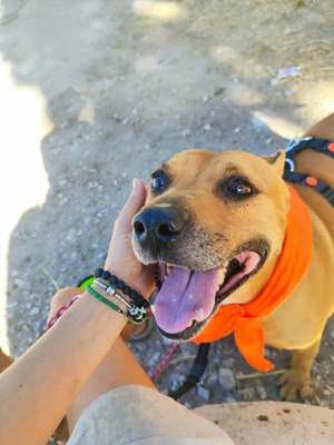 Boop, Staffordshire-Mischling - Rüde