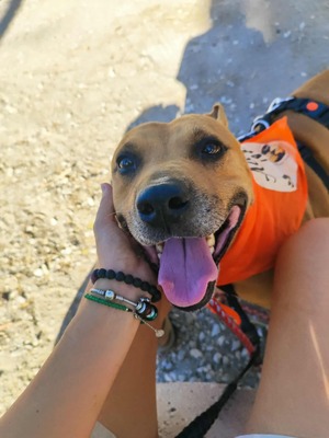 Boop, Staffordshire-Mischling - Rüde