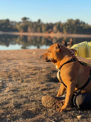 Boop, Staffordshire-Mischling - Rüde