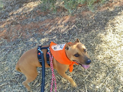 Boop, Staffordshire-Mischling - Rüde