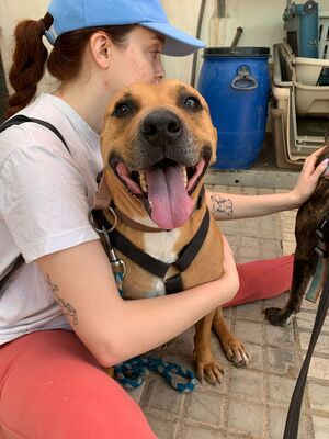 Boop, Staffordshire-Mischling - Rüde