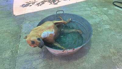 Boop, Staffordshire-Mischling - Rüde