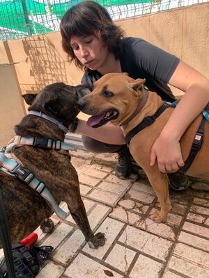 Boop, Staffordshire-Mischling - Rüde