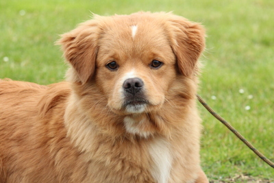 Bootsmann, Mischling Welpen - Rüde