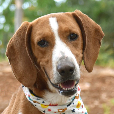 Borco, Mischling - Rüde