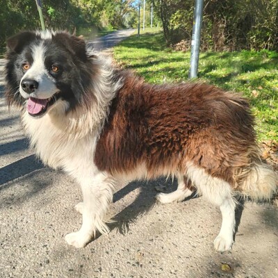 🥰Border-Collie Tango hat eine sehr freundliche Persönlichkeit, er ist gut zu Menschen und auch an Kinder gewöhnt ......💥, Border Collie - Rüde