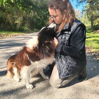 🥰Border-Collie Tango hat eine sehr freundliche Persönlichkeit, er ist gut zu Menschen und auch an Kinder gewöhnt ......💥, Border Collie - Rüde