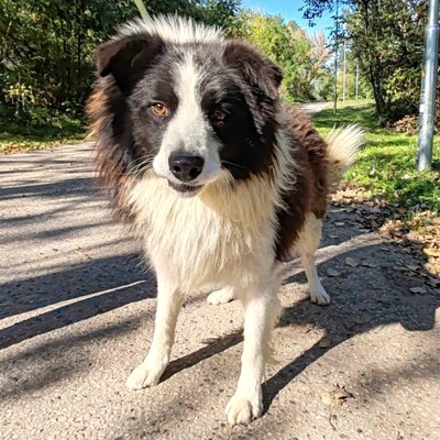 🥰Border-Collie Tango hat eine sehr freundliche Persönlichkeit, er ist gut zu Menschen und auch an Kinder gewöhnt ......💥, Border Collie - Rüde