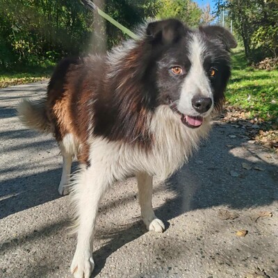 🥰Border-Collie Tango hat eine sehr freundliche Persönlichkeit, er ist gut zu Menschen und auch an Kinder gewöhnt ......💥, Border Collie - Rüde