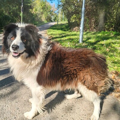 🥰Border-Collie Tango hat eine sehr freundliche Persönlichkeit, er ist gut zu Menschen und auch an Kinder gewöhnt ......💥, Border Collie - Rüde