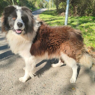 🥰Border-Collie Tango hat eine sehr freundliche Persönlichkeit, er ist gut zu Menschen und auch an Kinder gewöhnt ......💥, Border Collie - Rüde