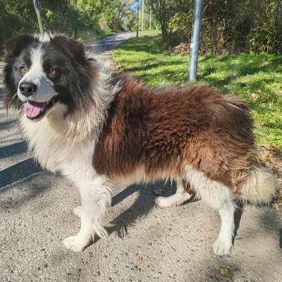 🥰Border-Collie Tango hat eine sehr freundliche Persönlichkeit, er ist gut zu Menschen und auch an Kinder gewöhnt ......💥, Border Collie - Rüde