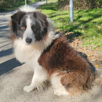 🥰Border-Collie Tango hat eine sehr freundliche Persönlichkeit, er ist gut zu Menschen und auch an Kinder gewöhnt ......💥, Border Collie - Rüde