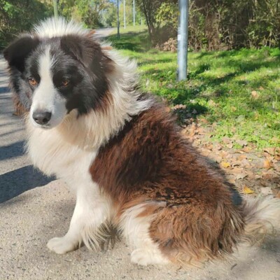 🥰Border-Collie Tango hat eine sehr freundliche Persönlichkeit, er ist gut zu Menschen und auch an Kinder gewöhnt ......💥, Border Collie - Rüde