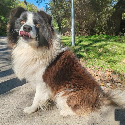 🥰Border-Collie Tango hat eine sehr freundliche Persönlichkeit, er ist gut zu Menschen und auch an Kinder gewöhnt ......💥, Border Collie - Rüde