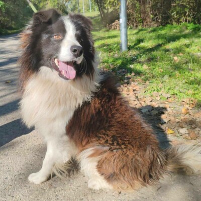 🥰Border-Collie Tango hat eine sehr freundliche Persönlichkeit, er ist gut zu Menschen und auch an Kinder gewöhnt ......💥, Border Collie - Rüde