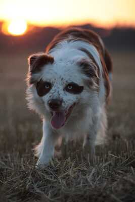 Border Collie Welpen