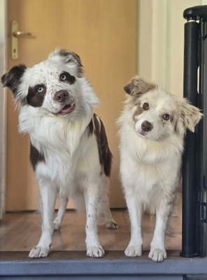 Border Collie Welpen, Boder Collie Welpen - Hündin