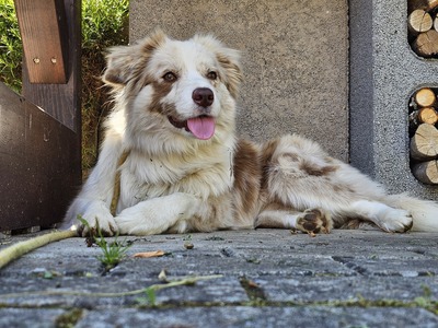 Border Collie Welpen, Boder Collie Welpen - Hündin