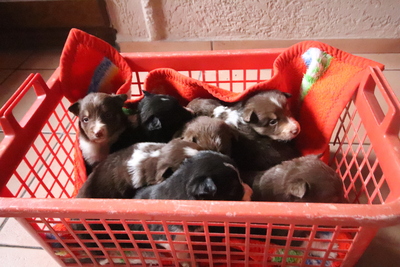 Bordercollie Welpen - Hündin