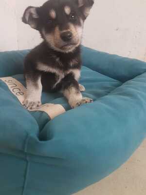 Bordercollie/ Welpen - Rüde