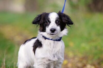 Bordi, Bordercollie-Mix - Rüde