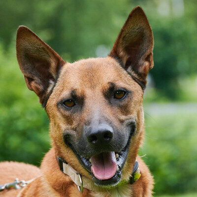 Borgi, Mischling - Rüde