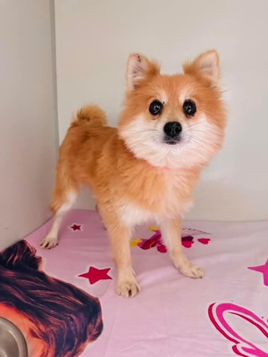 Borgia - Hündin - schüchtern und sehr verkuschelt und lieb, Spitz-Mix - Hündin