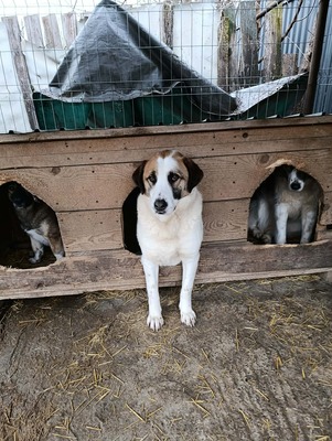 „Boris – Der sanfte Riese, den das Glück bisher übersah.“