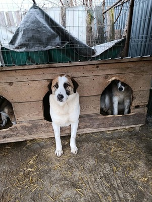 „Boris – Der sanfte Riese, den das Glück bisher übersah.“, Mischling - Rüde