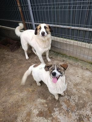 „Boris – Der sanfte Riese, den das Glück bisher übersah.“, Mischling - Rüde