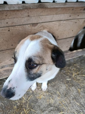 „Boris – Der sanfte Riese, den das Glück bisher übersah.“, Mischling - Rüde